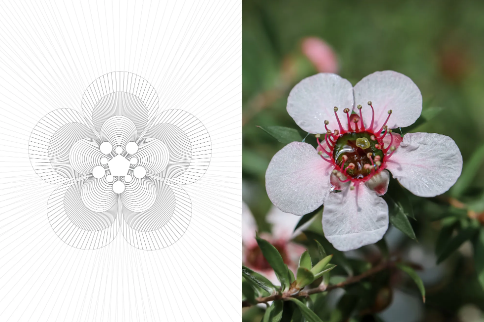 Health Mel：全新高端瑪努卡蜂蜜品牌包裝設計驚艷亮相